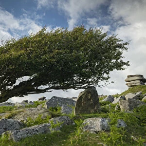 Windswept hawthorn tree on Bodmin Moor, Cornwall, England