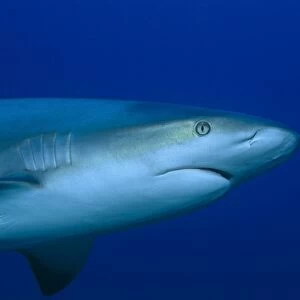 Caribbean reef shark (Carcharhinus perezii), detail of head as shark swims from left to right in half frame, Bahamas
