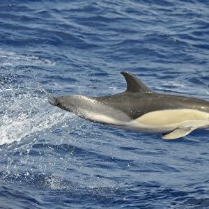 Common Dolphin (Delphinus delphis). Azores, North Atlantic. Taken 2008
