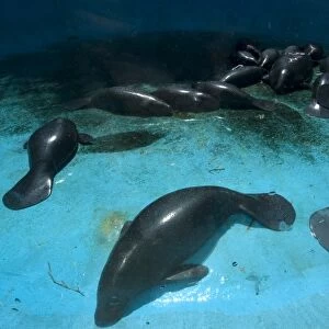 Endangered Amazon manatees, Trichechus inunguis, waiting for fresh water in a holding tank, Manaus, Amazonas, Brazil (c)