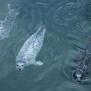 Harbor seal (Phoca vitulina) raft floating in the water dark medium and light morph. National marine sanctuary, Monterey bay, California Pacific ocean, USA