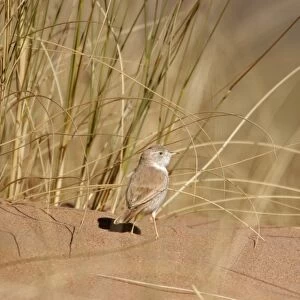 African Desert Warbler (Sylvia deserti) adult, standing on sand in desert, near Erg Chebbi, Morocco, february