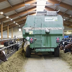 Dairy farming, dairy herd, cows feeding on silage, unloaded from tractor with Keenan mixer feeder wagon