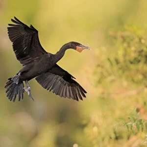 Double-crested Cormorant (Phalacrocorax auritus) adult, non-breeding plumage, in flight, with nesting material in beak