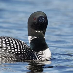Great Northern Diver (Gavia immer) adult, summer plumage, swimming on lake, North Michigan, U. S. A. june