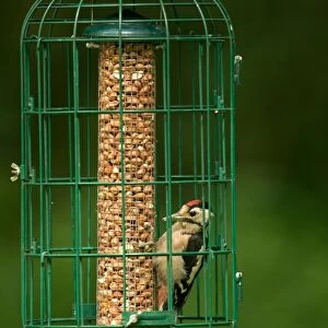 Great Spotted Woodpecker (Dendrocopos major) juvenile, feeding on peanuts at caged hanging birdfeeder, Merseyside
