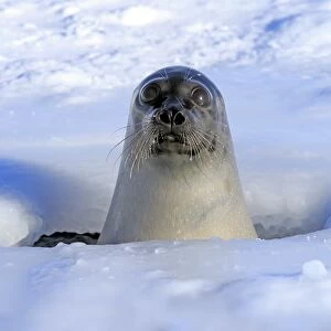 Harp Seal (Pagophilus groenlandicus) adult female, looking out from breathing hole on pack ice, Magdalen Islands