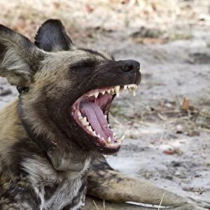 Hunting dog with radio collar yawns. Lycaon pictus is a large canid found only in Africa
