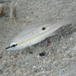 Long-spot Snapper (Lutjanus fulviflamma) juvenile, in night colours, swimming in reef at night, Waigeo Island