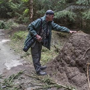 Man standing next to Wood Ant mound to show size. - Bulgaria