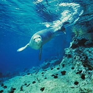 Mediterranean Monk Seal (Monachus monachus) adult, swimming underwater, Greece