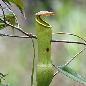 Miraculous Distilling Plant (Nepenthes distillatoria) pitfall trap formed from modified leaves
