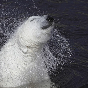 Polar Bear (Ursus maritimus) adult, shaking water from fur, Ranua Zoo