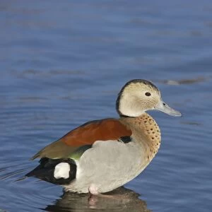 Ringed Teal (Callonetta leucophrys) adult male, standing in shallow water, Martin Mere W. W. T. (captive)
