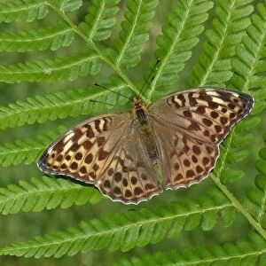 Silver-washed Fritillary (Argynnis paphia) valesina form, adult, resting on fern frond, Cannobina Valley, Piedmont, Northern Italy, july