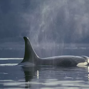 Adult female Orca Whale (Orcinus Orca), Puget Sound, Dyes Inlet, Washington State, USA