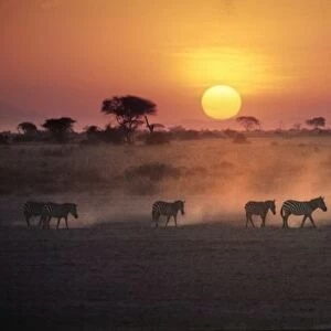 Africa, Kenya, Amboseli NP. Zebra walk to the watering hole as the sun sets in Amboseli