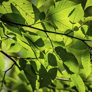 Backlit leaves, Whitewater Memorial State Park, Indiana, USA
