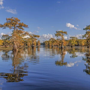 Bald cypress trees in autumn reflected on lake. Caddo Lake, Uncertain, Texas