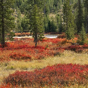 Blueberry leaves in autumn red coloration, Yellowstone National Park, Wyoming