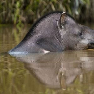 Brazilian Tapir (Tapirus terrestris) Iwokrama Forest Reserve, Guyana