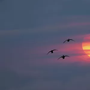 Canada geese silhouetted flying at sunset, Grand Teton National Park, Wyoming