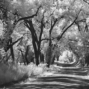 Country Road in Kansas, infrared photo