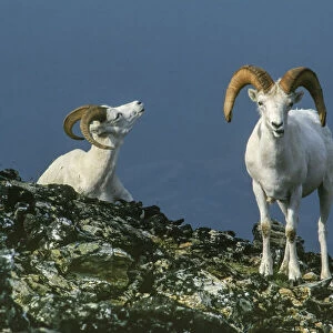 Two Dall Sheep Rams on ridge, Denali National Park, Alaska