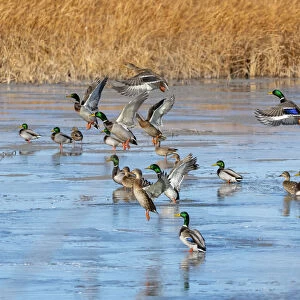 Ducks leaving the pond