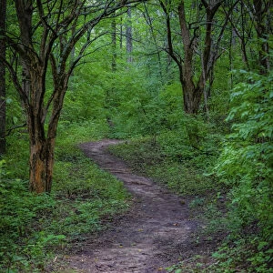 Forest path, Whitewater Memorial State Park, Indiana, USA