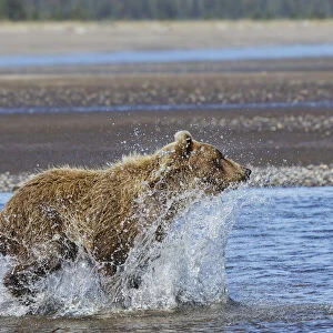 Grizzly bear chasing fish in Silver Salmon Creek, Lake Clark National Park and Preserve, Alaska