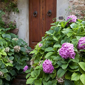 Italy, Tuscany, Pienza. Hydrangeas at the entrance of a home in the streets of Pienza