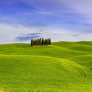 Italy, Tuscany, Val d Orcia. Famous cypress grove