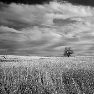 Lonely tree in the Kansas Flint Hills