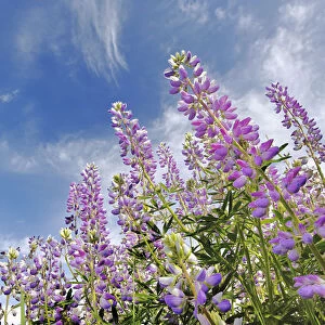 Low angle view of Lupine flowers, Bald Hills Road, California