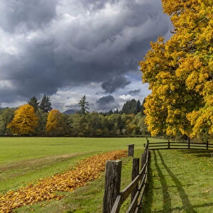 Maple tree and fence at Jewell Meadows Wildlife Area near Jewell, Oregon, USA