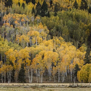 Mountain slope covered in autumn aspen trees, Grand Teton National Park, Wyoming