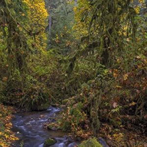 Munson Creek Falls State Natural Site in autumn near Tillamook, Oregon, USA