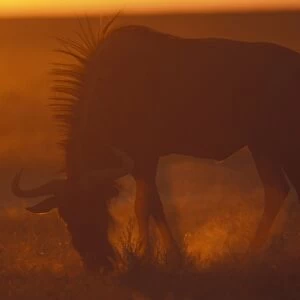 Namibia, Etosha National Park, Blue Wildebeest (Connochaetes taurinus) feeds on desert