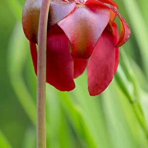 Red flower of the Pitcher plant (sarracenia rubra), a carnivorous plant