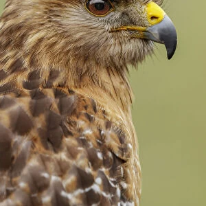 Red Shouldered Hawk, Florida