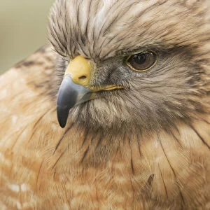 Red Shouldered Hawk, Florida