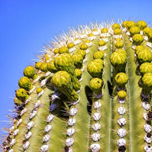 USA, Arizona, Catalina. Barrel cactus with flower buds about to bloom