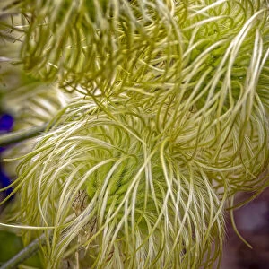 USA, Colorado, Fort Collins. Clematis plant close-up