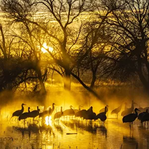USA, New Mexico, Bernardo Wildlife Management Area. Sandhill cranes in water on foggy