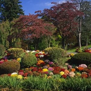 USA, New York, Saugerties, Seamon Park. Autumn display of chrysanthemum flowers