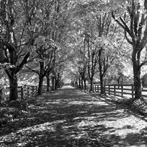 USA, Washington State, North Bend black and White maple tree lined driveway