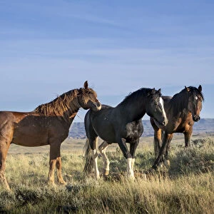 USA, Wyoming. Close-up of wild horses in field