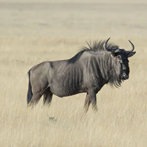 Wildebeest on the open pan Etosha National Park