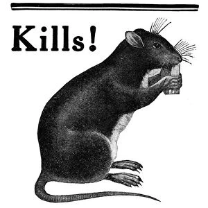 AD: RAT POISON, 1922. American advertisement for the Rat Biscuit Company, 1922